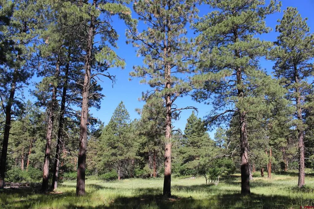 1422 Needles View Place Pagosa Springs, CO 81147