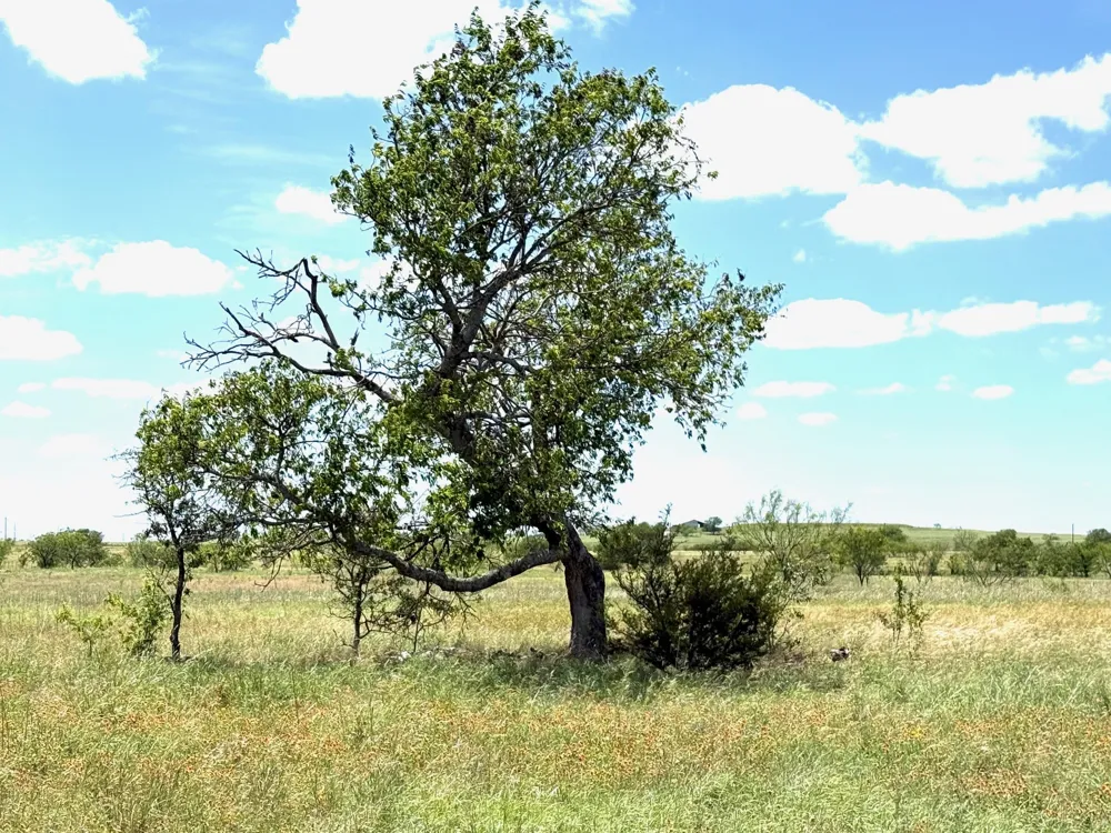 PR 4311 Jonesboro, TX 76538