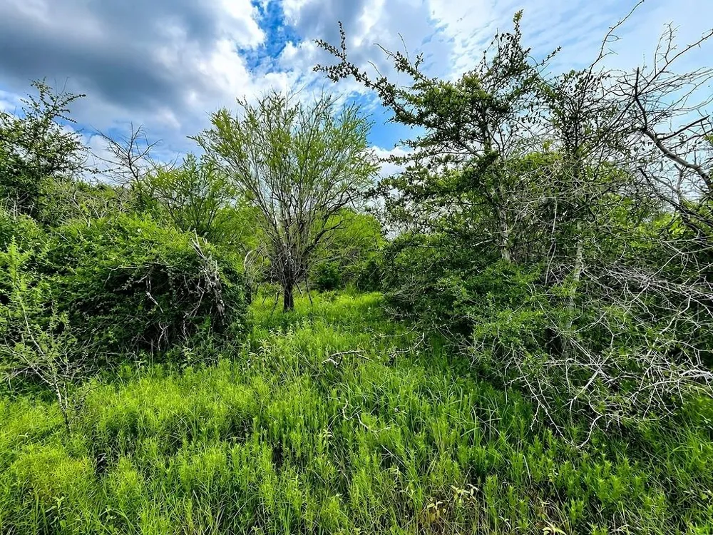 Water Oak Road Columbus, TX 78934