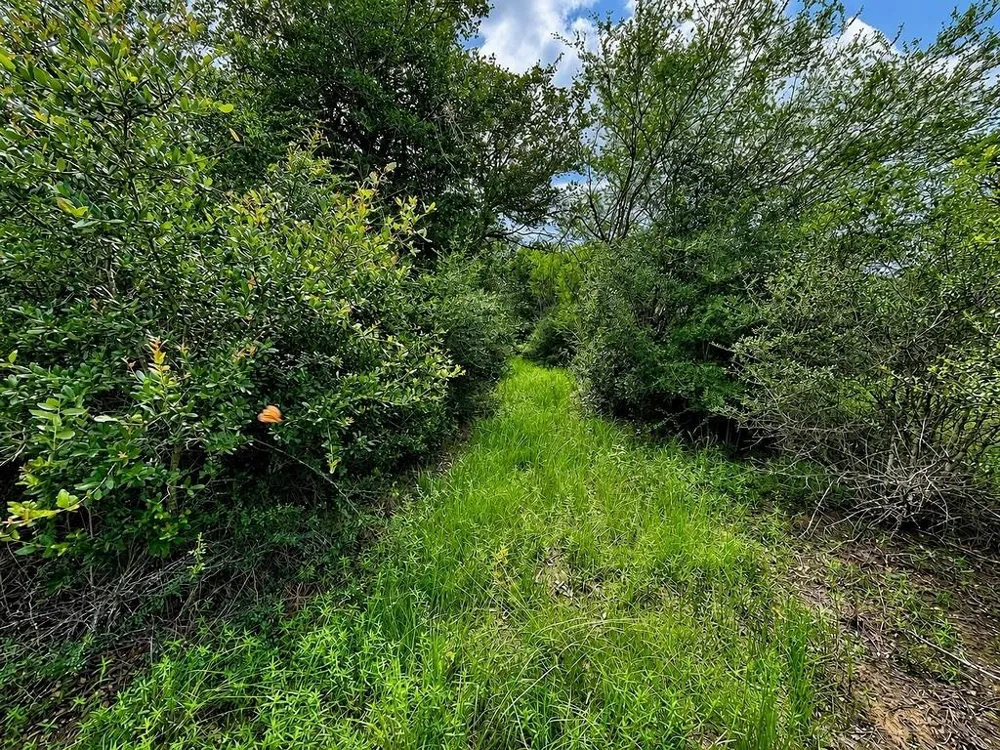 Water Oak Road Columbus, TX 78934