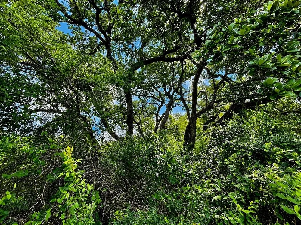 Water Oak Road Columbus, TX 78934