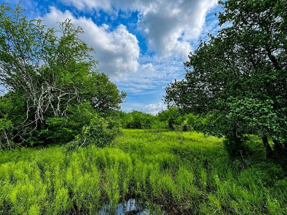 Water Oak Road Columbus, TX 78934