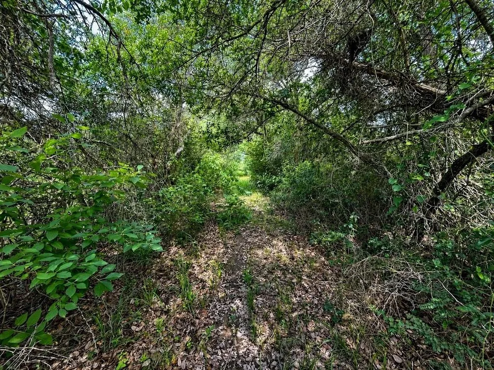 Water Oak Road Columbus, TX 78934
