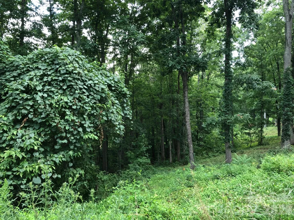 45 Sweet Fern Parkway #43 Asheville, NC 28804