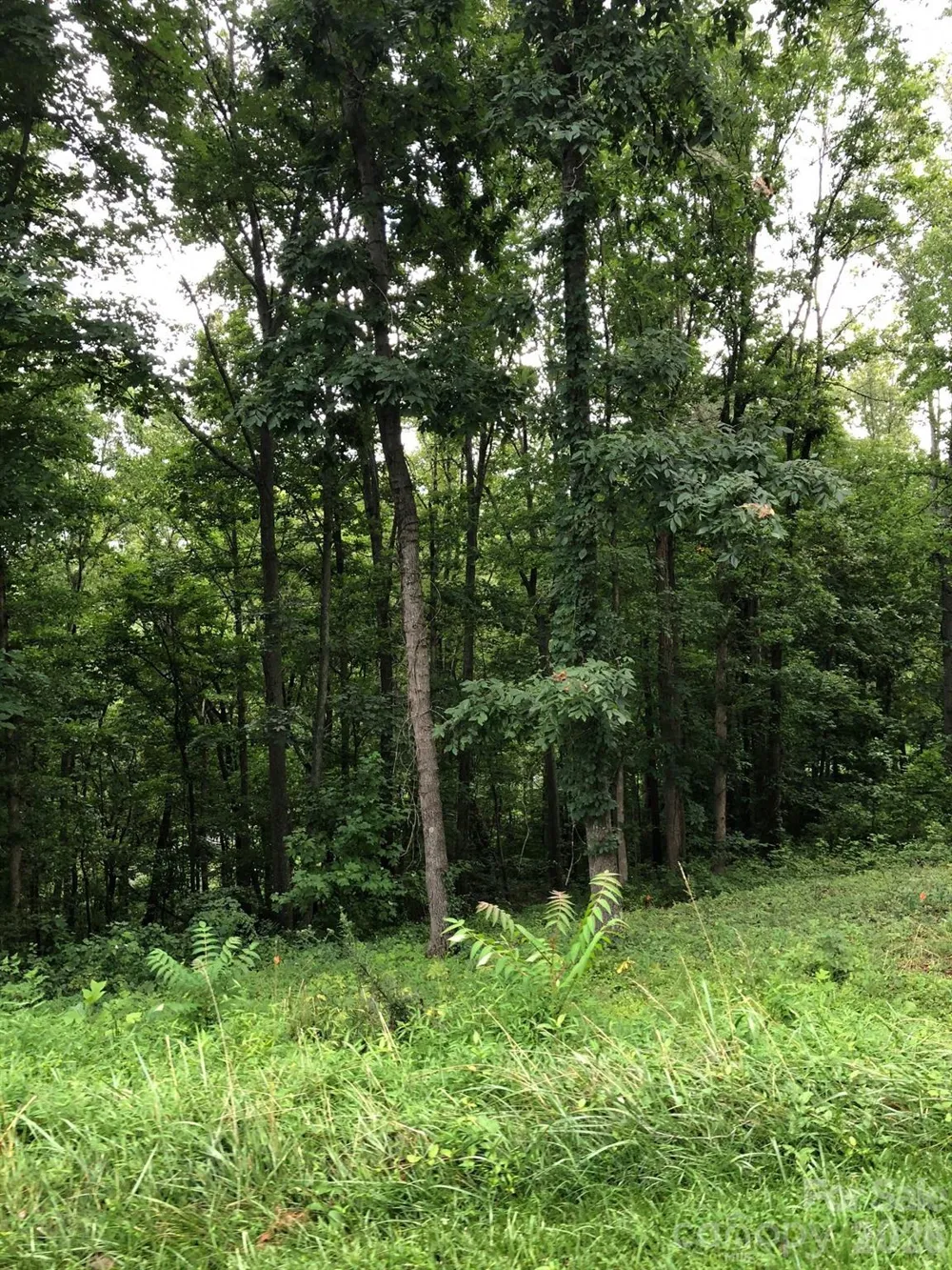 45 Sweet Fern Parkway #43 Asheville, NC 28804