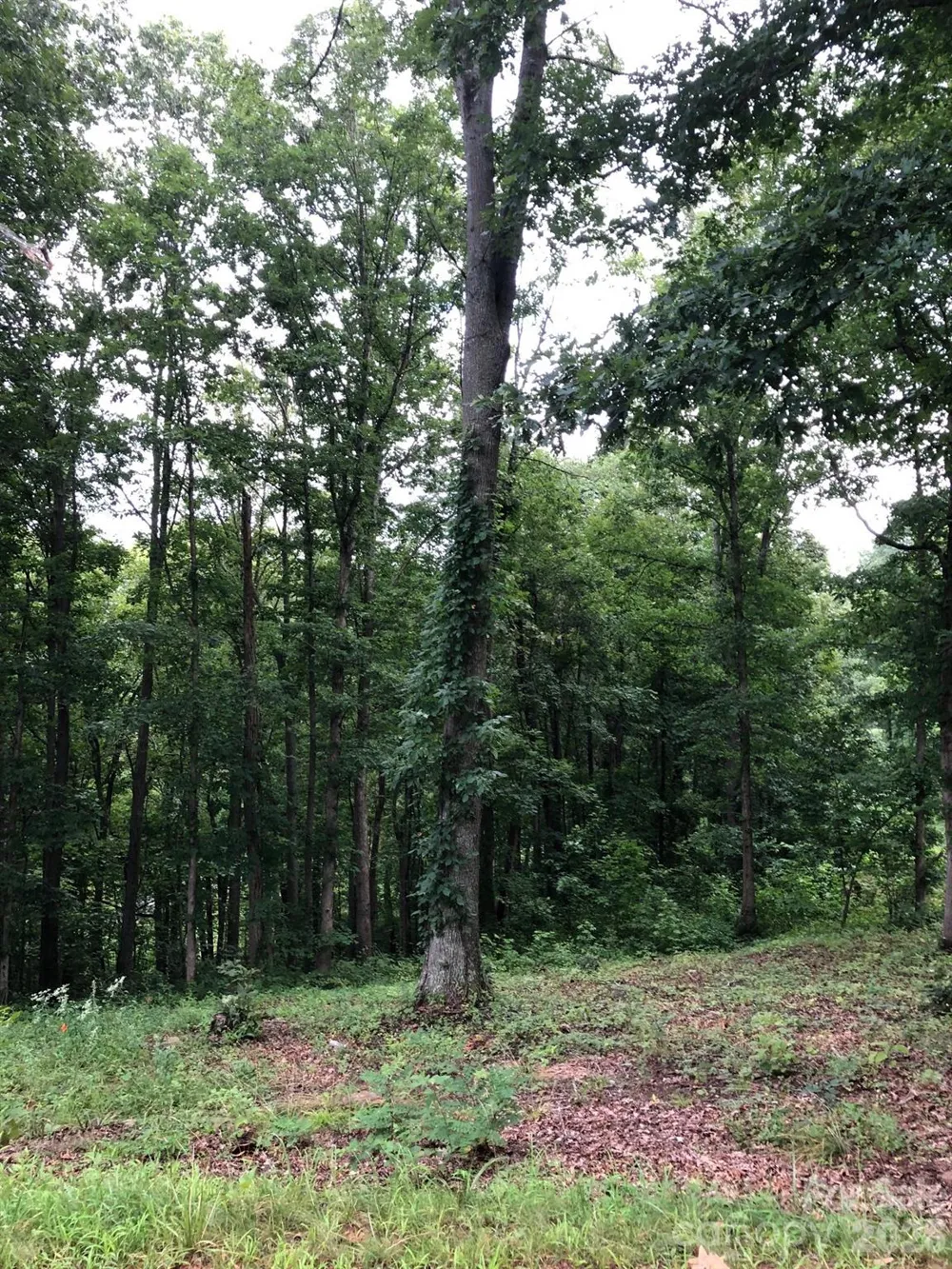 45 Sweet Fern Parkway #43 Asheville, NC 28804