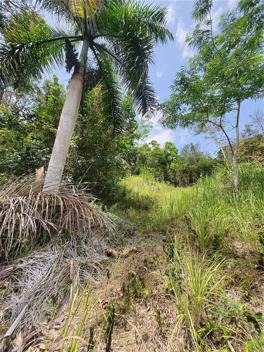 PR-853 INTERIOR CACAO WARD #LOT 7 Carolina, PR 00987