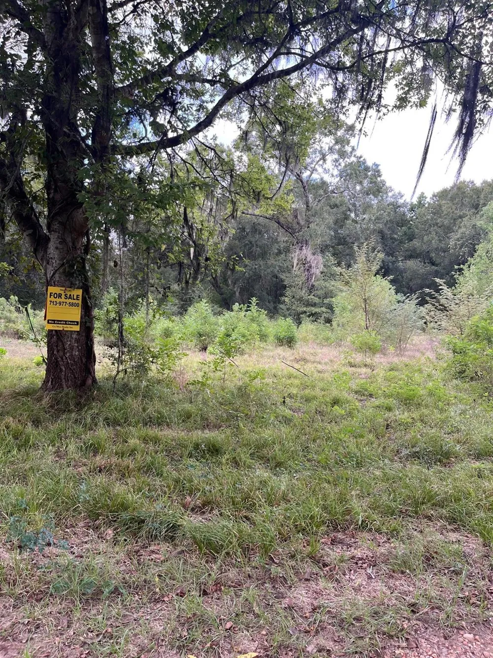 N Francies Shepherd, TX 77371