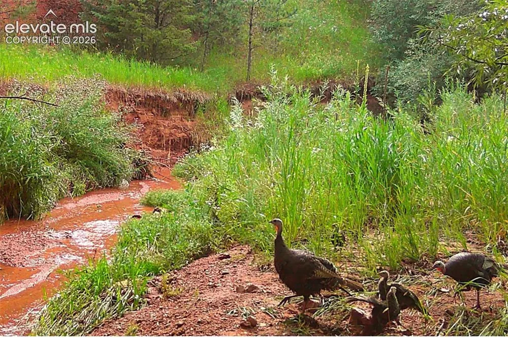10905 W Highway 24 Green Mountain Falls, CO 80819