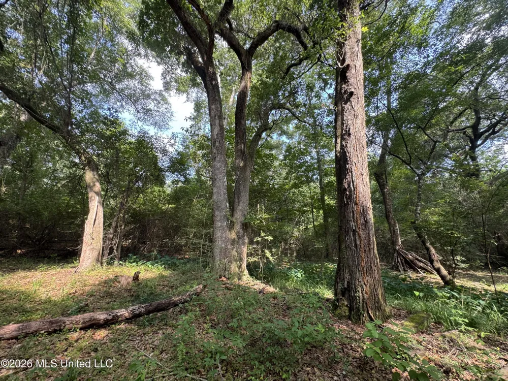 2980 Dwyer Branch Road Vancleave, MS 39565