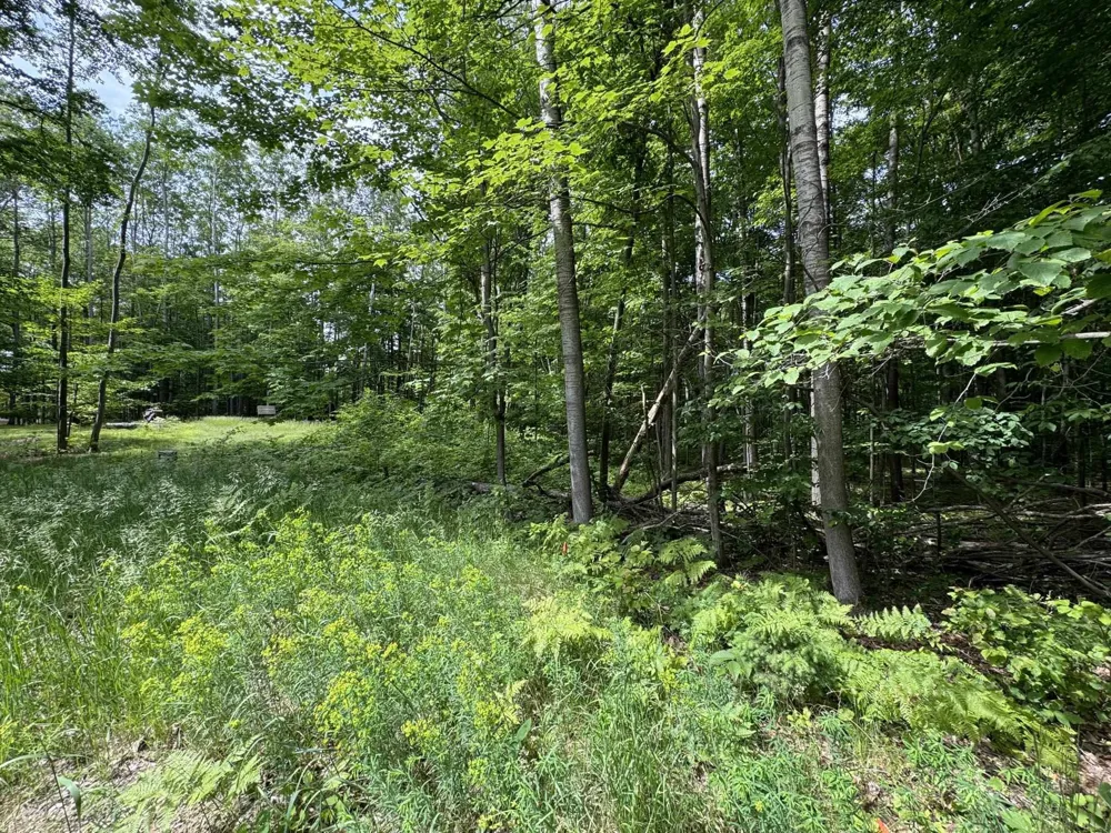 Knoll One Drive Rose Lake Township, MI 49655