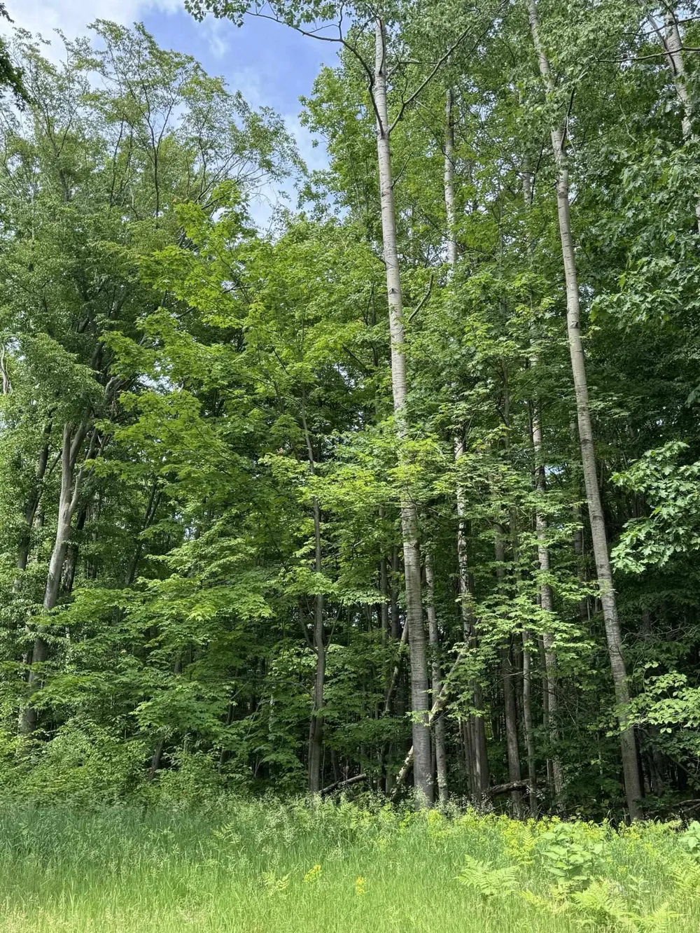 Knoll One Drive Rose Lake Township, MI 49655