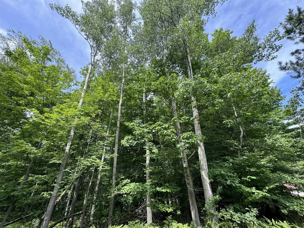 Knoll One Drive Rose Lake Township, MI 49655