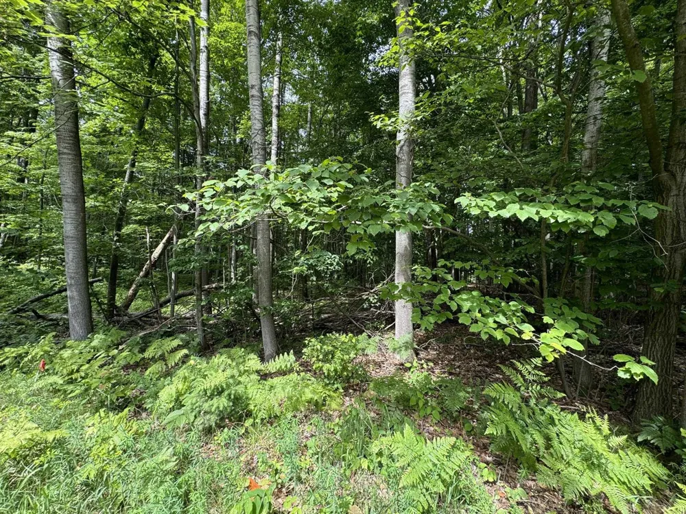 Knoll One Drive Rose Lake Township, MI 49655