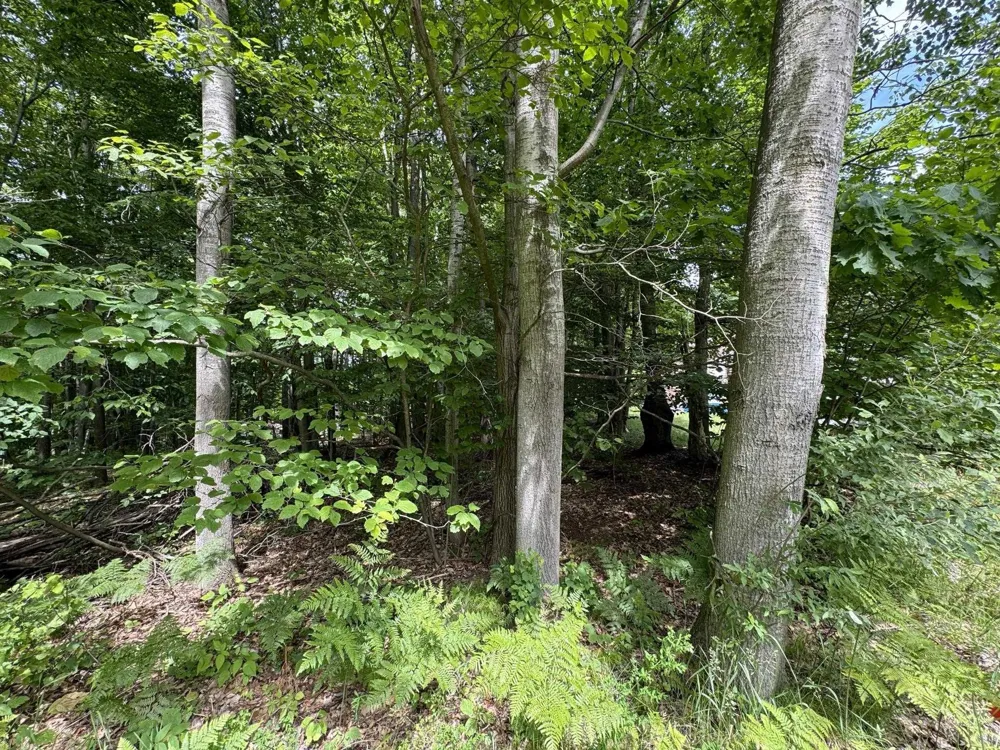 Knoll One Drive Rose Lake Township, MI 49655