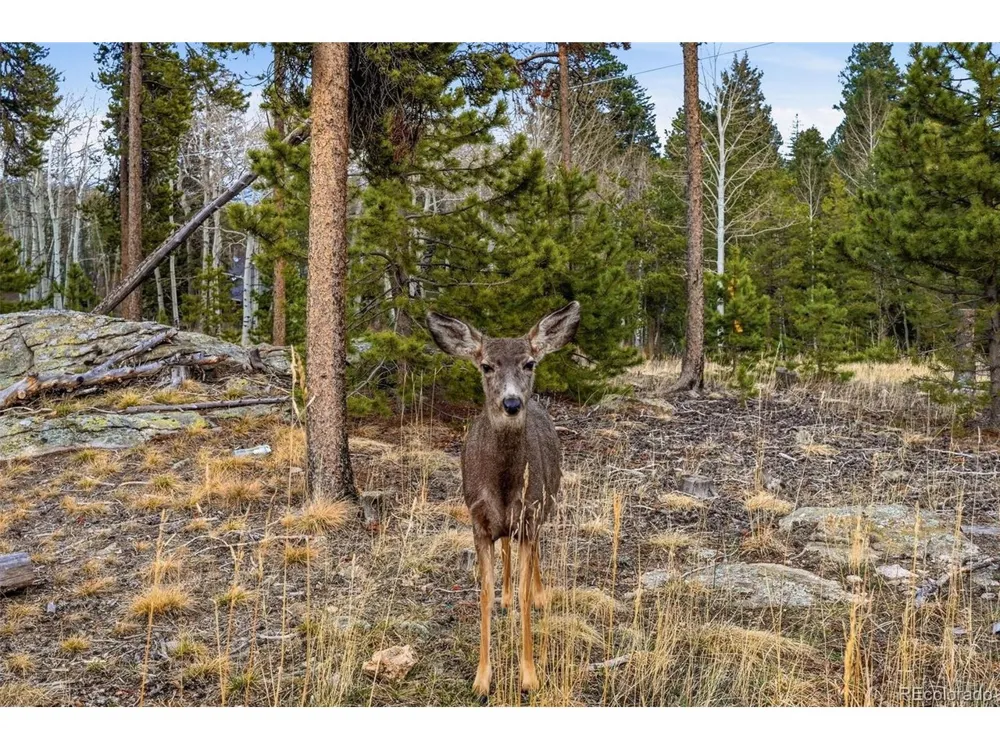 31551 Black Widow Drive Conifer, CO 80433