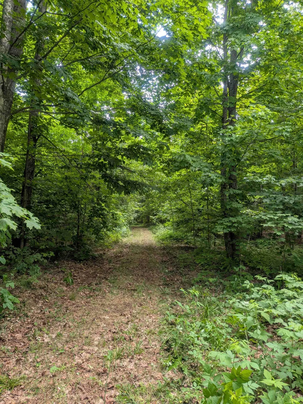 4439 Kuzmik Road Boyne Falls, MI 49713