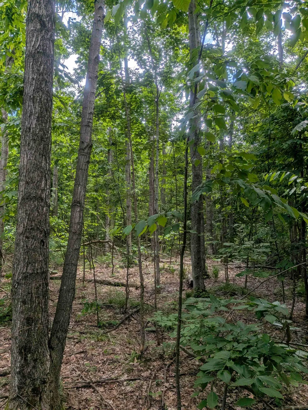 4439 Kuzmik Road Boyne Falls, MI 49713
