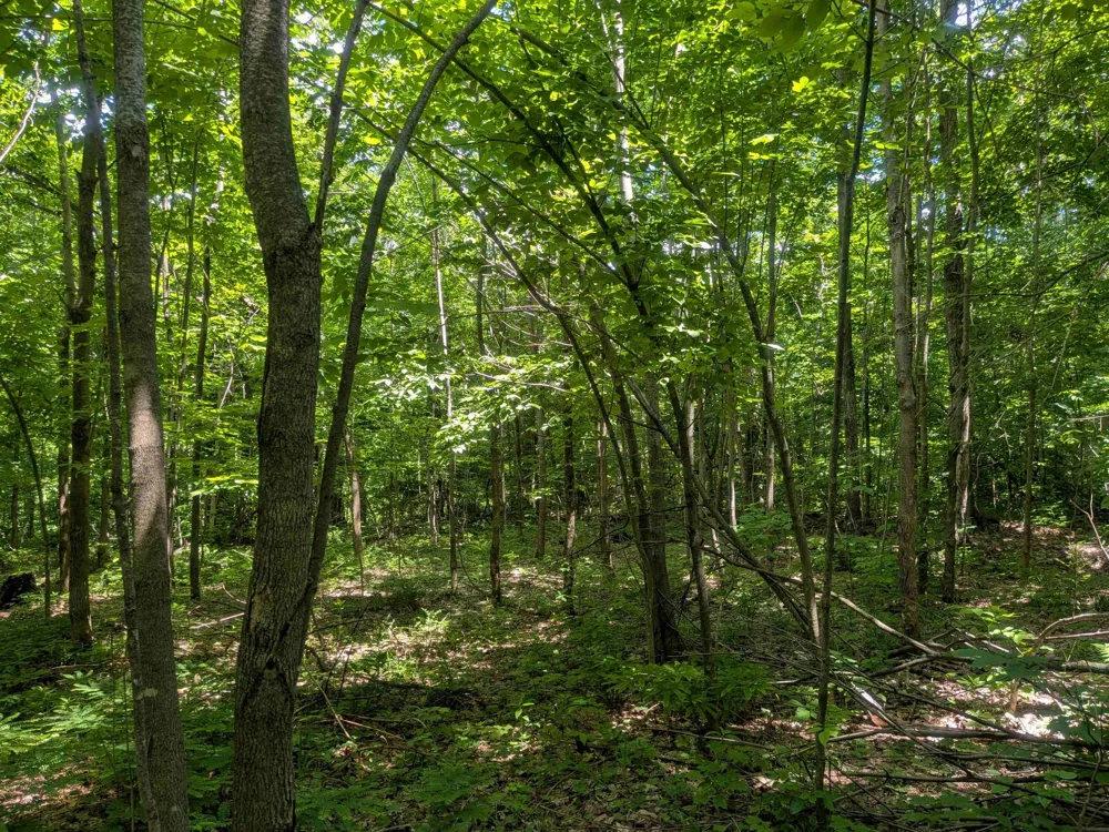 4439 Kuzmik Road Boyne Falls, MI 49713
