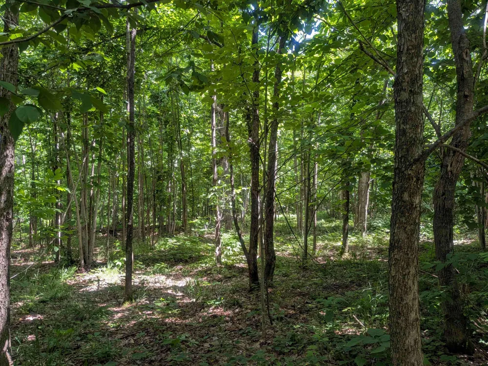 4439 Kuzmik Road Boyne Falls, MI 49713
