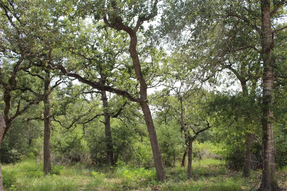 479 Private 1581 Drive Hallettsville, TX 77964
