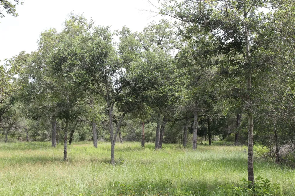 479 Private 1581 Drive Hallettsville, TX 77964