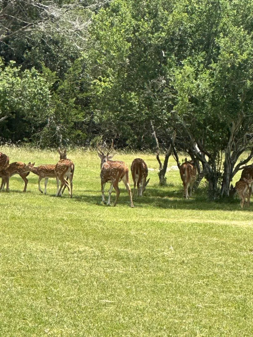 Lantana Gold Spring Branch, TX 78070