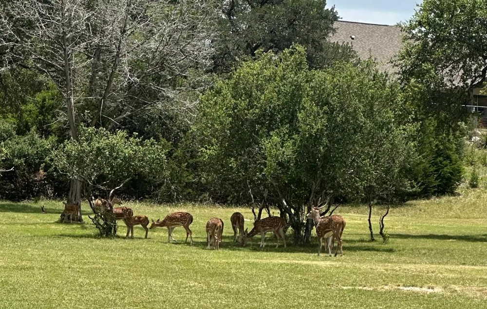 Lantana Gold Spring Branch, TX 78070