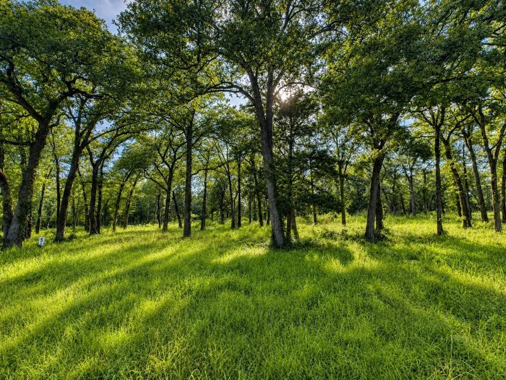 County Road 1503 Point, TX 75472