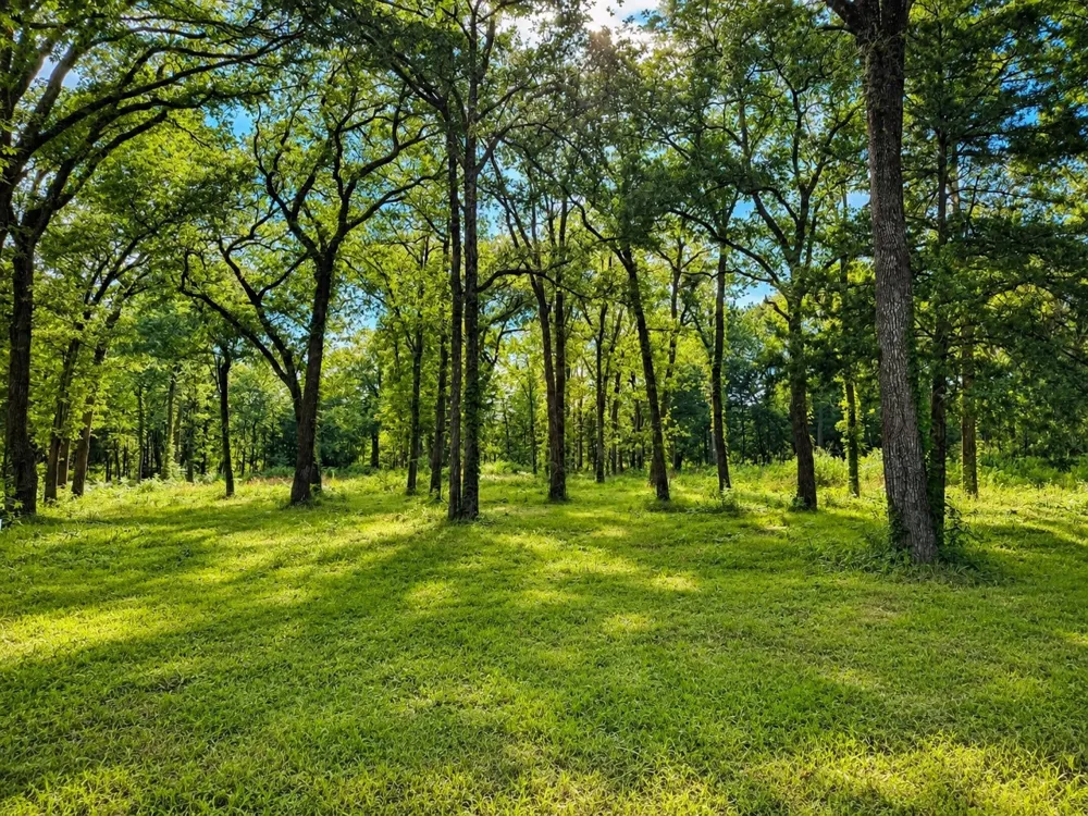 County Road 1503 Point, TX 75472