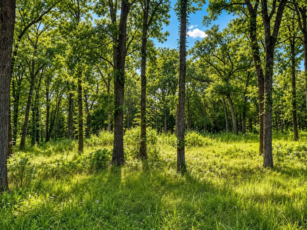 County Road 1503 Point, TX 75472