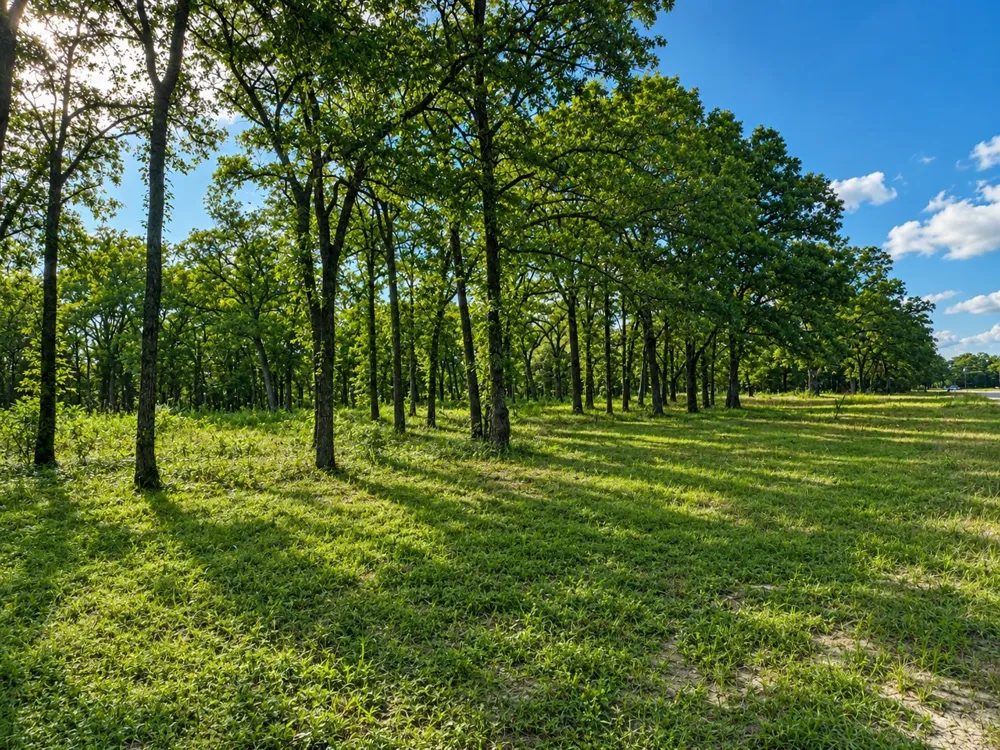 County Road 1503 Point, TX 75472