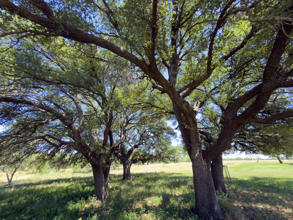 950 County Road 126 Moran, TX 76464