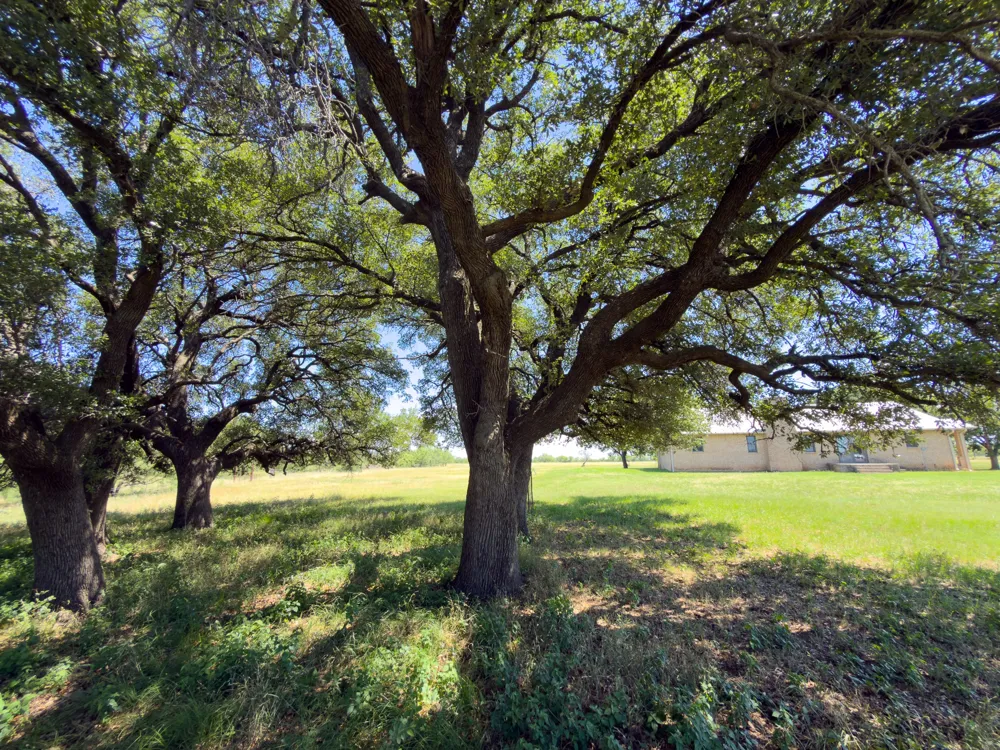 950 County Road 126 Moran, TX 76464