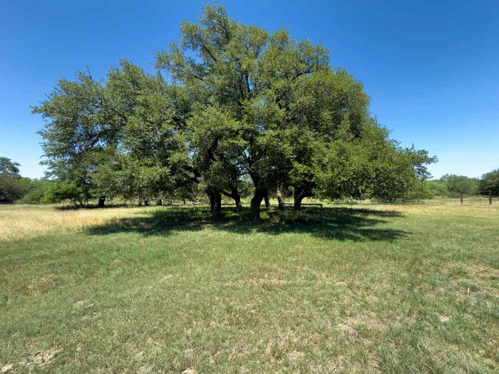 950 County Road 126 Moran, TX 76464