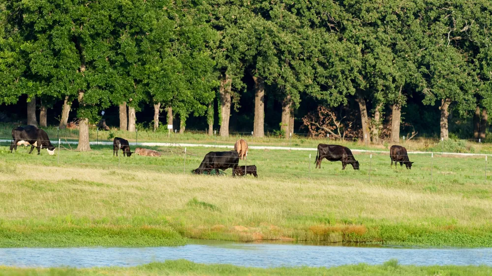 360 Pop Noah Road Collinsville, TX 76233