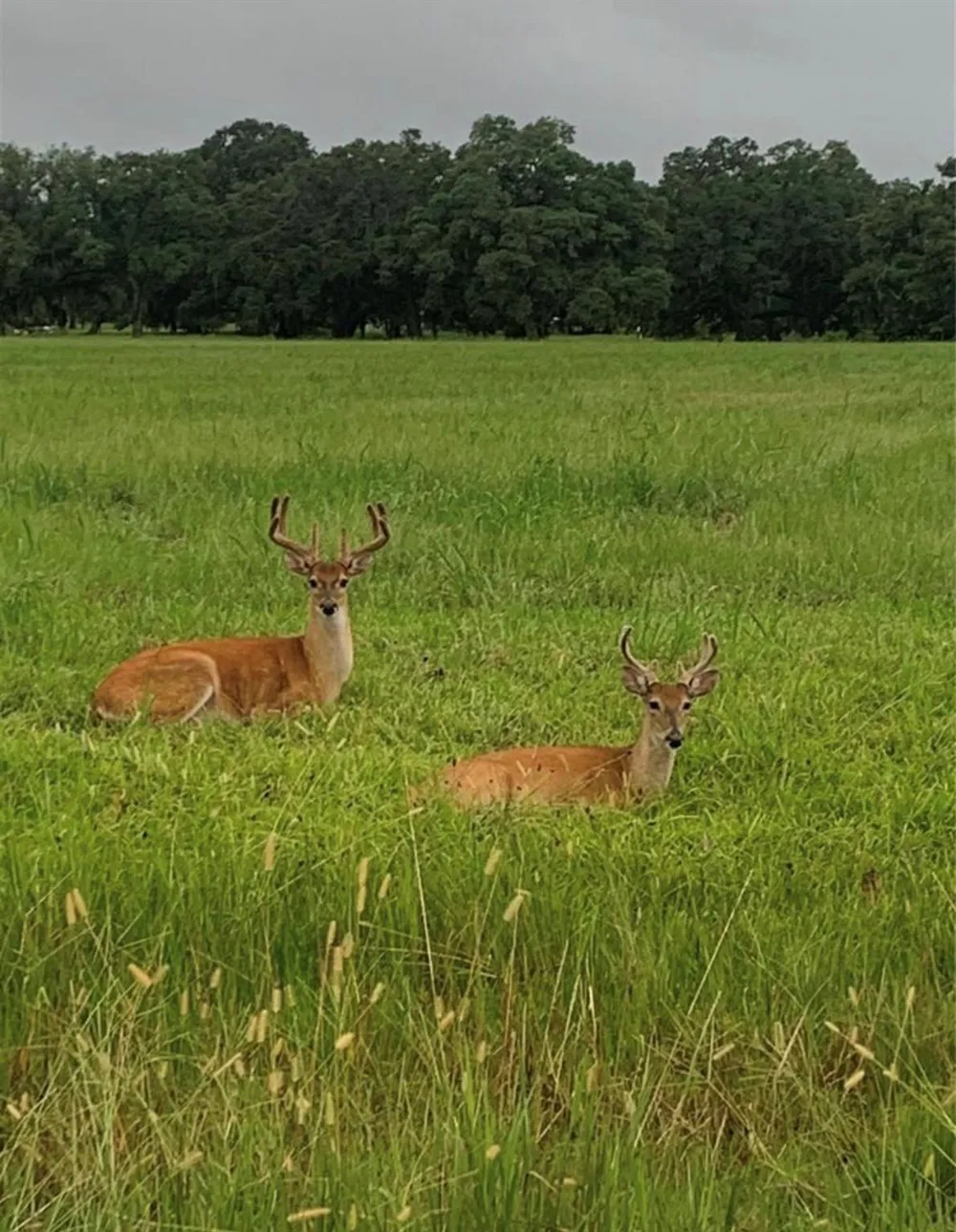352 Horse Shoe Trail Angleton, TX 77515
