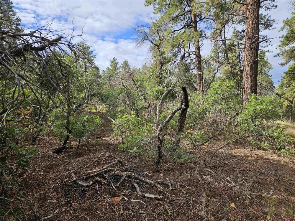 53 Crooked Rd Pagosa Springs, CO 81147