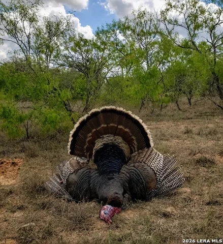 4500 FM 1150 Kingsbury, TX 78638