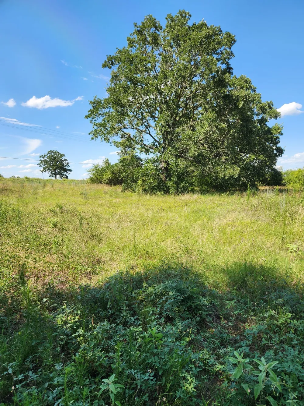 2 Fm 2336 Bastrop, TX 78602