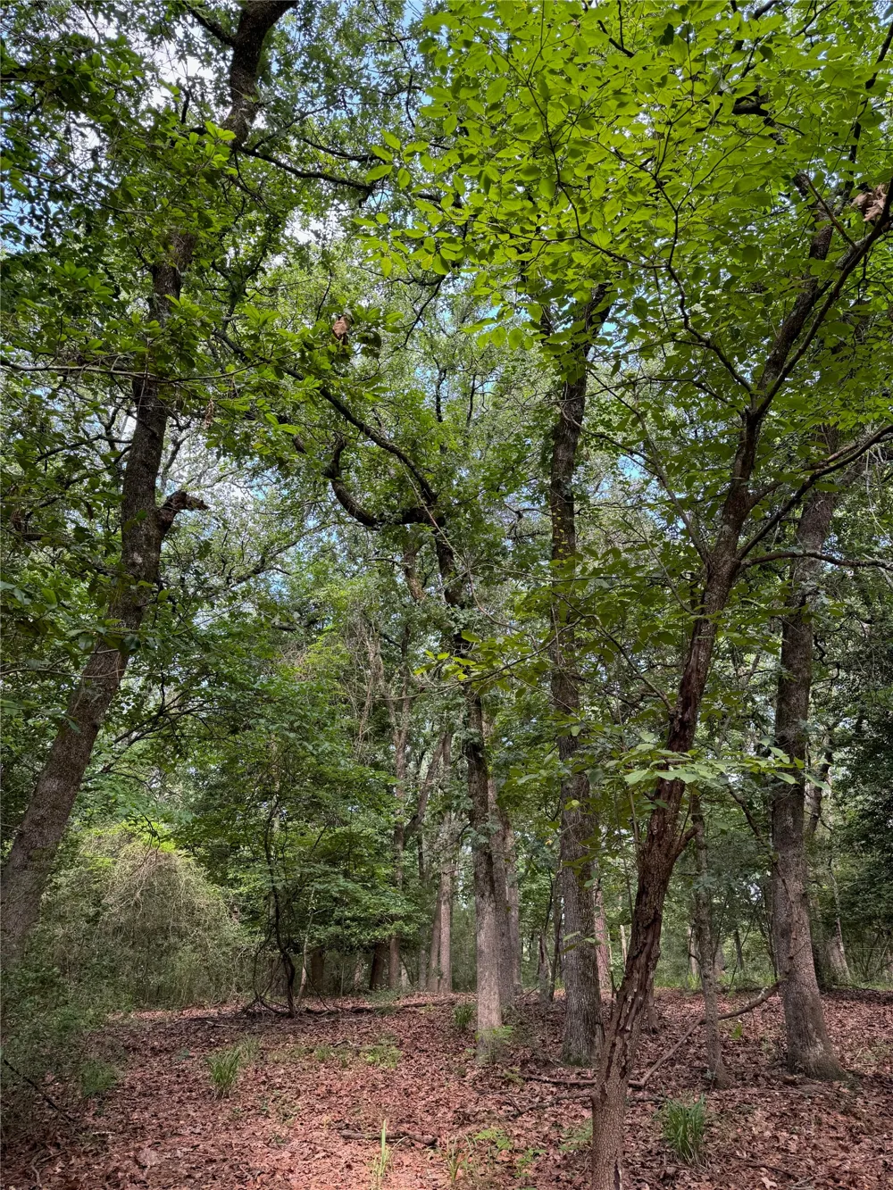 165 Whipporwill Lane Holly Lake Ranch, TX 75765