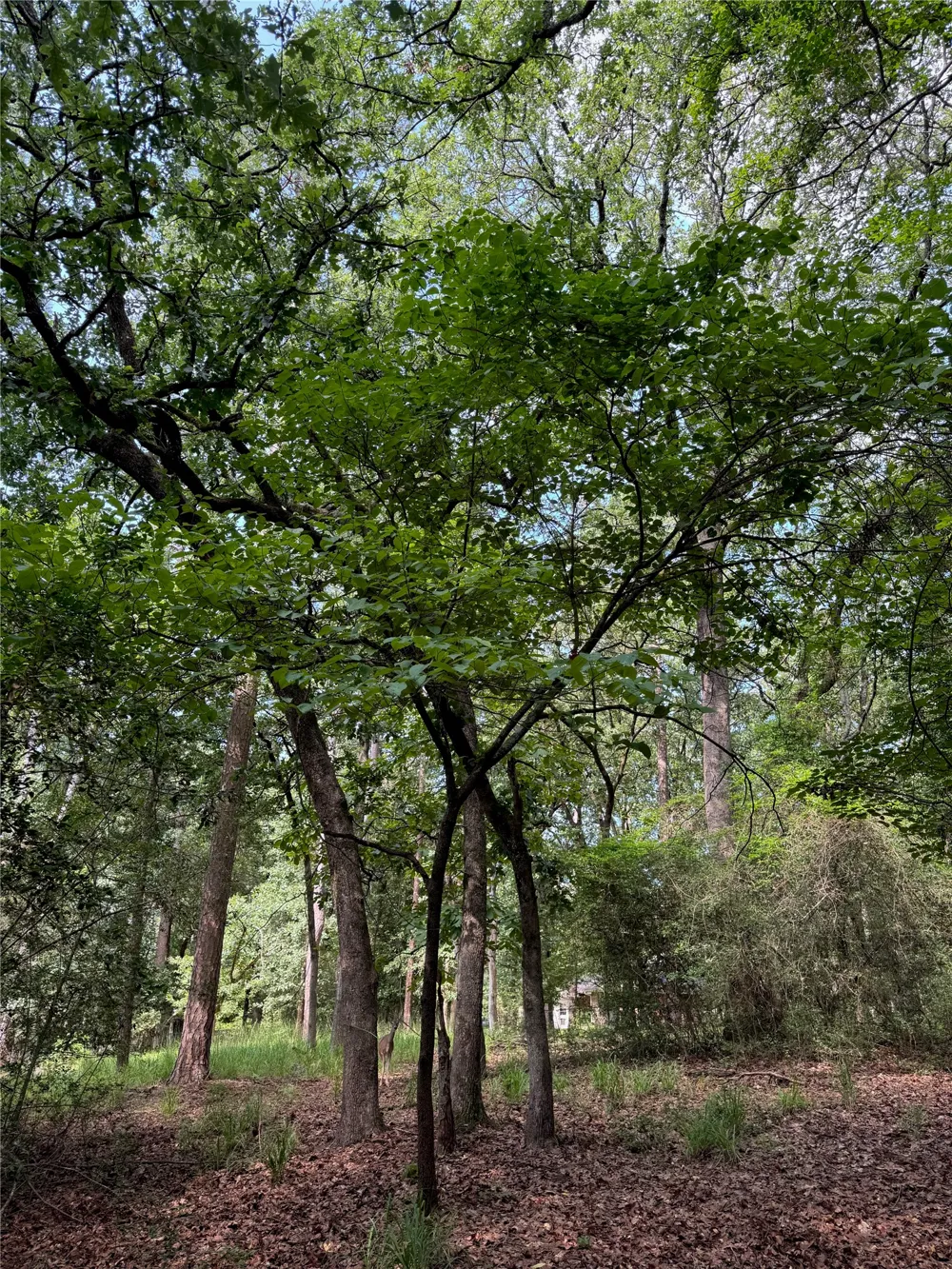 165 Whipporwill Lane Holly Lake Ranch, TX 75765