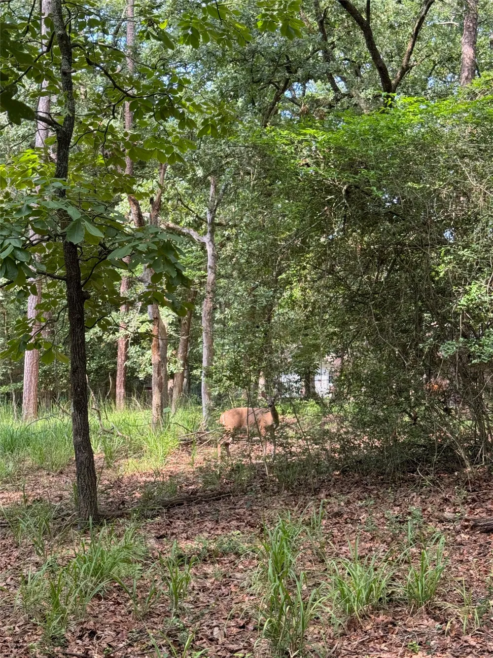 165 Whipporwill Lane Holly Lake Ranch, TX 75765