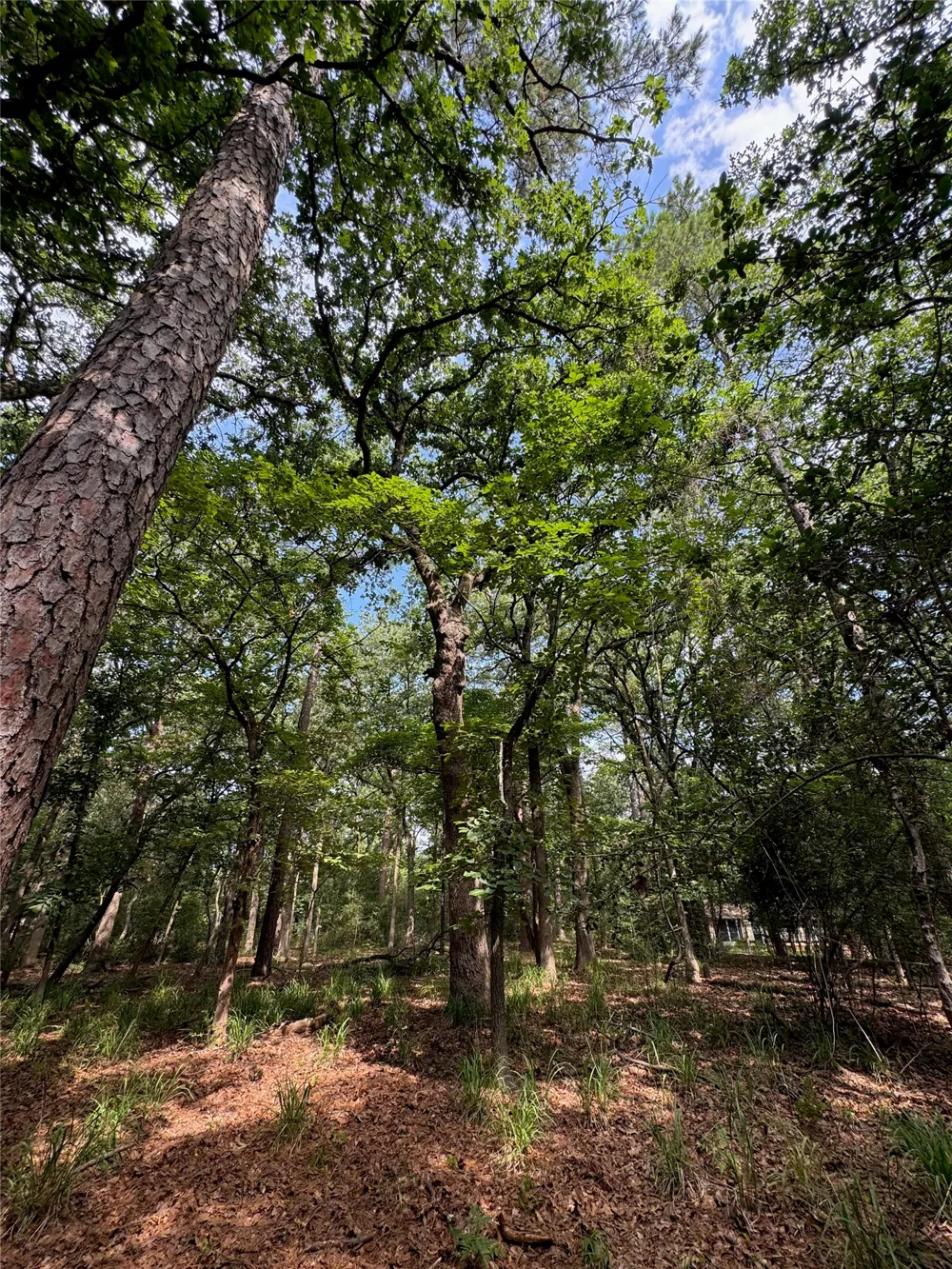 165 Whipporwill Lane Holly Lake Ranch, TX 75765