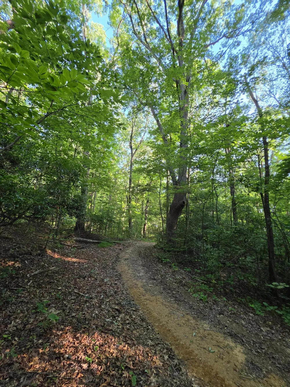 35 Chickory Lane Monteagle, TN 37356