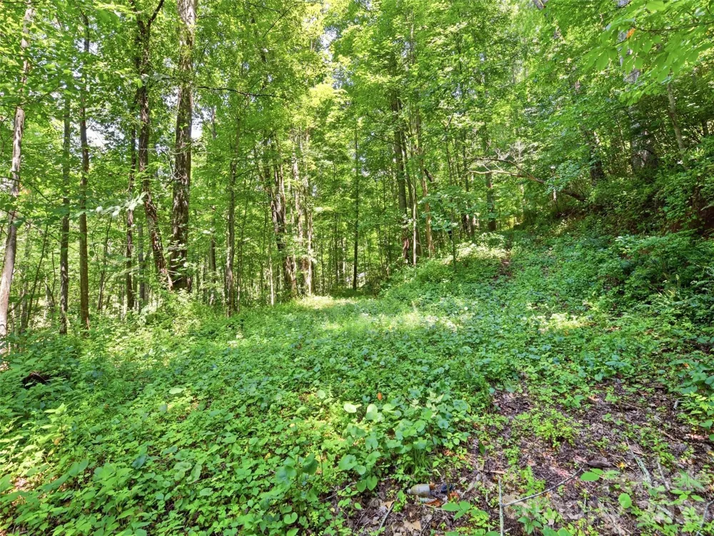 252 Big Stomp Road Waynesville, NC 28786