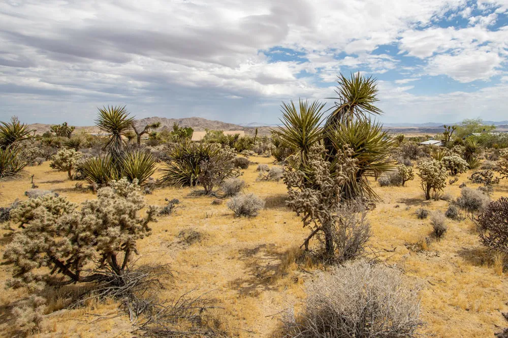 207 Onaga Trail Joshua Tree, CA 92252