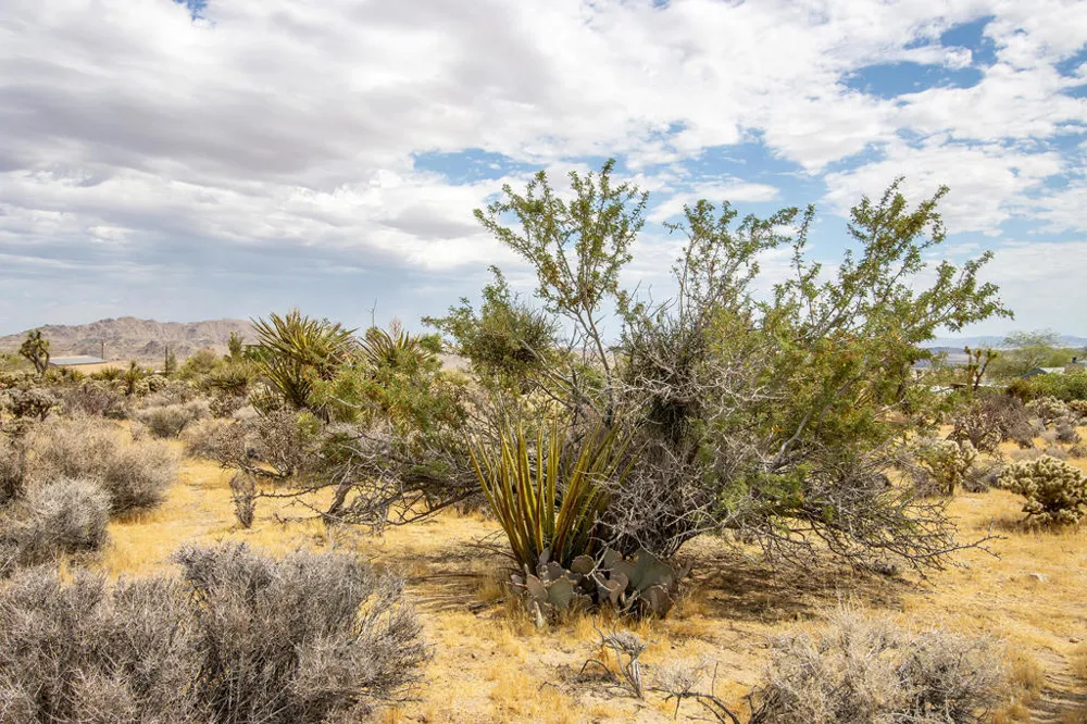 207 Onaga Trail Joshua Tree, CA 92252