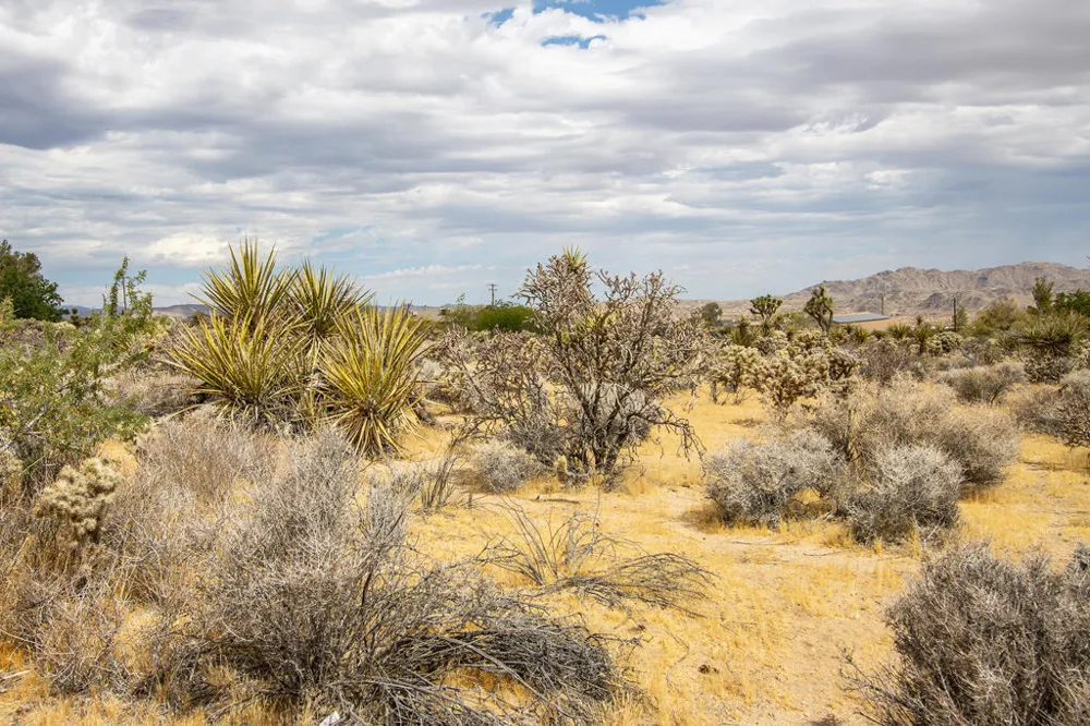 207 Onaga Trail Joshua Tree, CA 92252