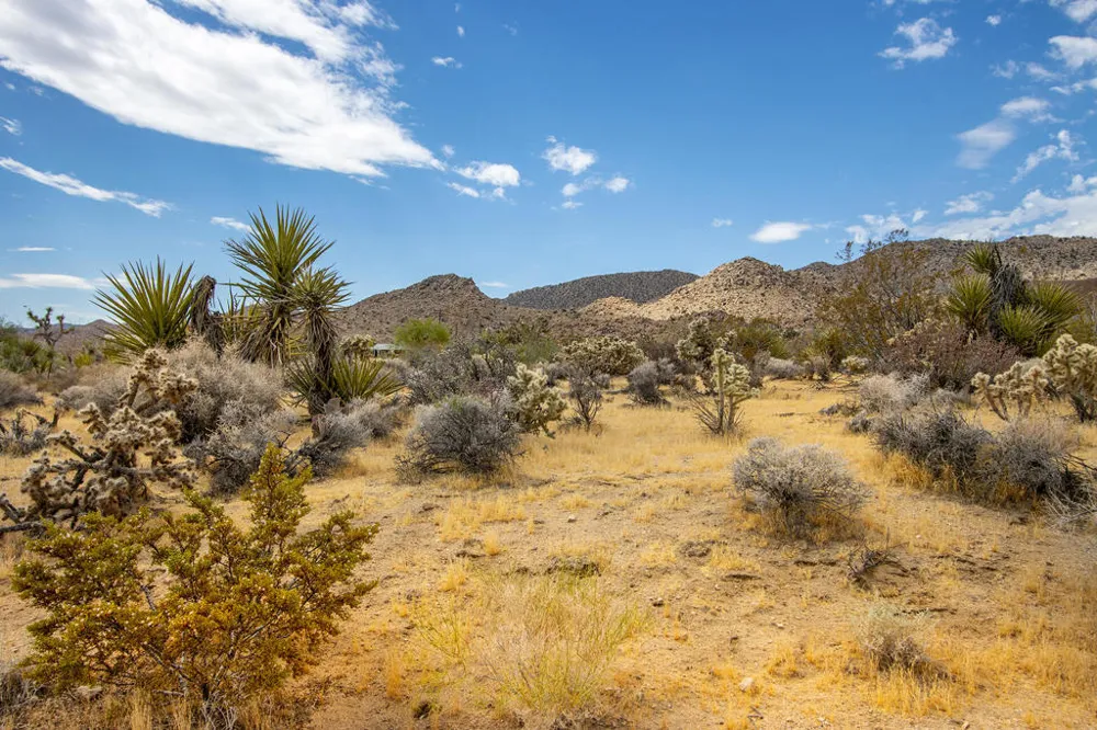 207 Onaga Trail Joshua Tree, CA 92252